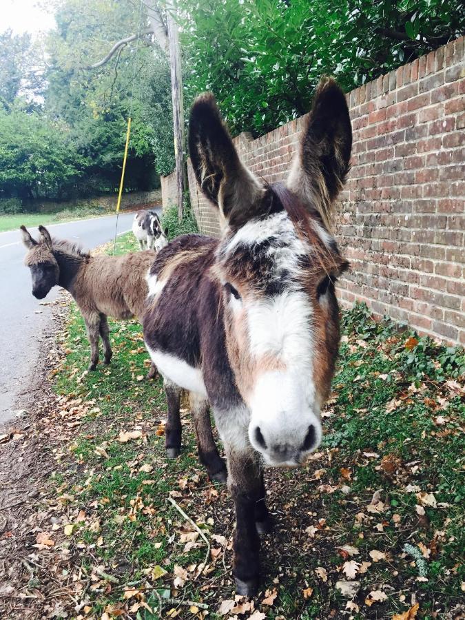 The New Forest Inn Lyndhurst Esterno foto