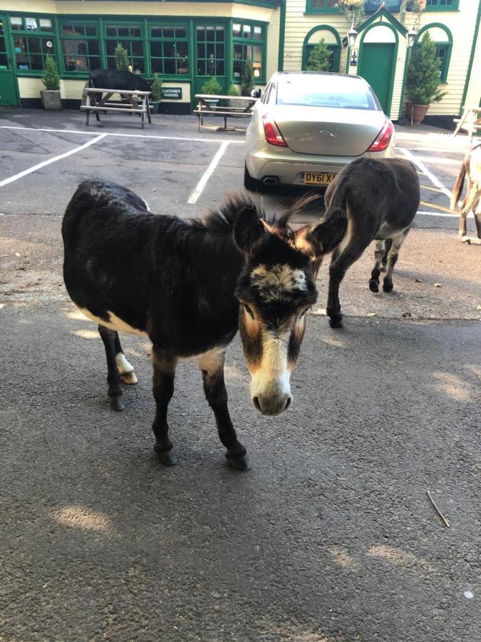 The New Forest Inn Lyndhurst Esterno foto